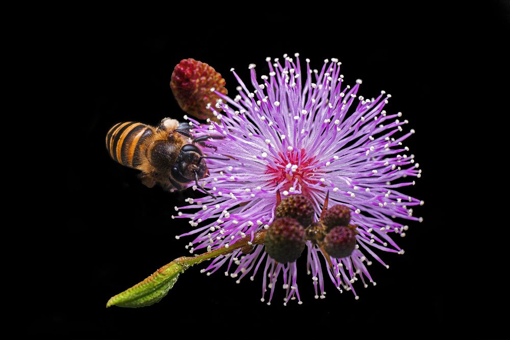 Фотография автора ChonTin NeCoTi