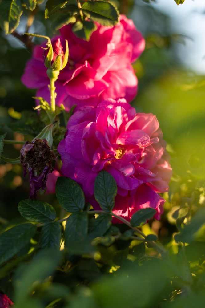 Photograph by Наталья Мотрий