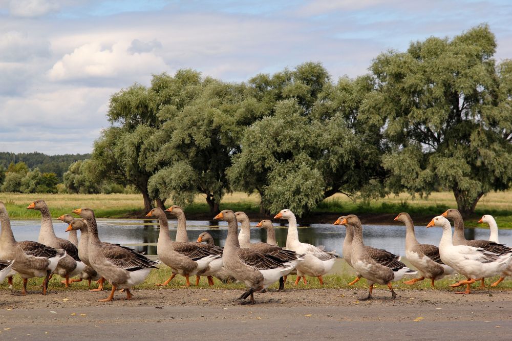 Photograph by Екатерина Брехова