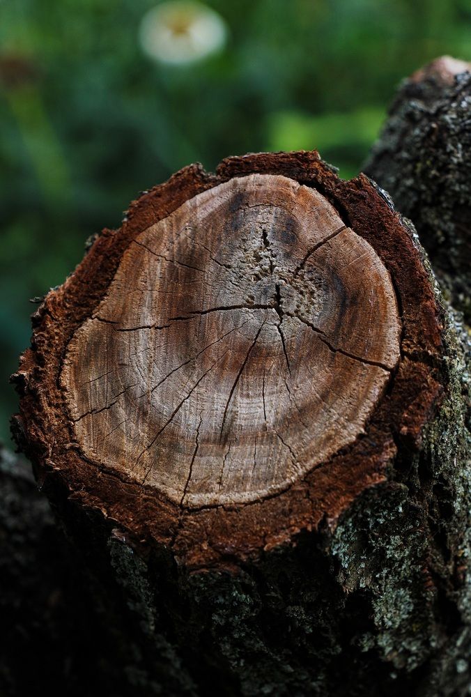 Photograph by Мария Пояскова