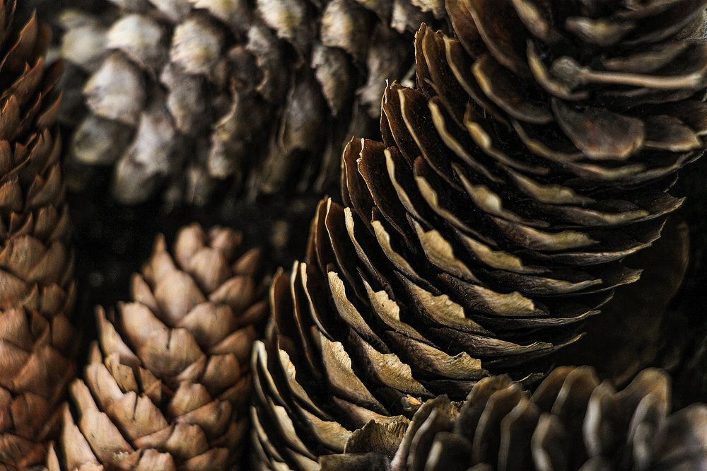 Photograph by Мария Пояскова