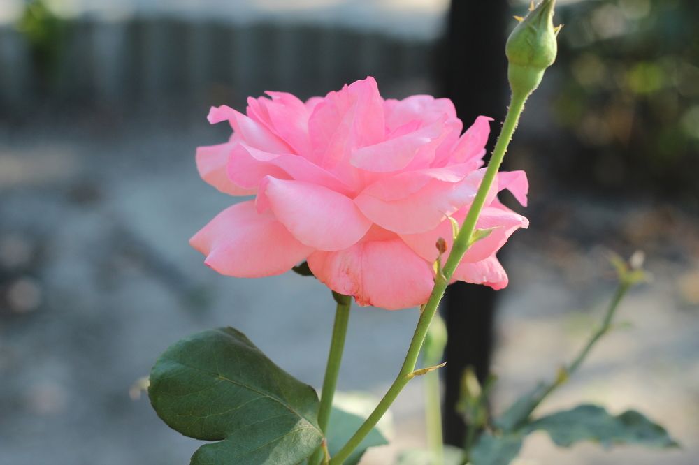 Photograph by Светлана Зотова