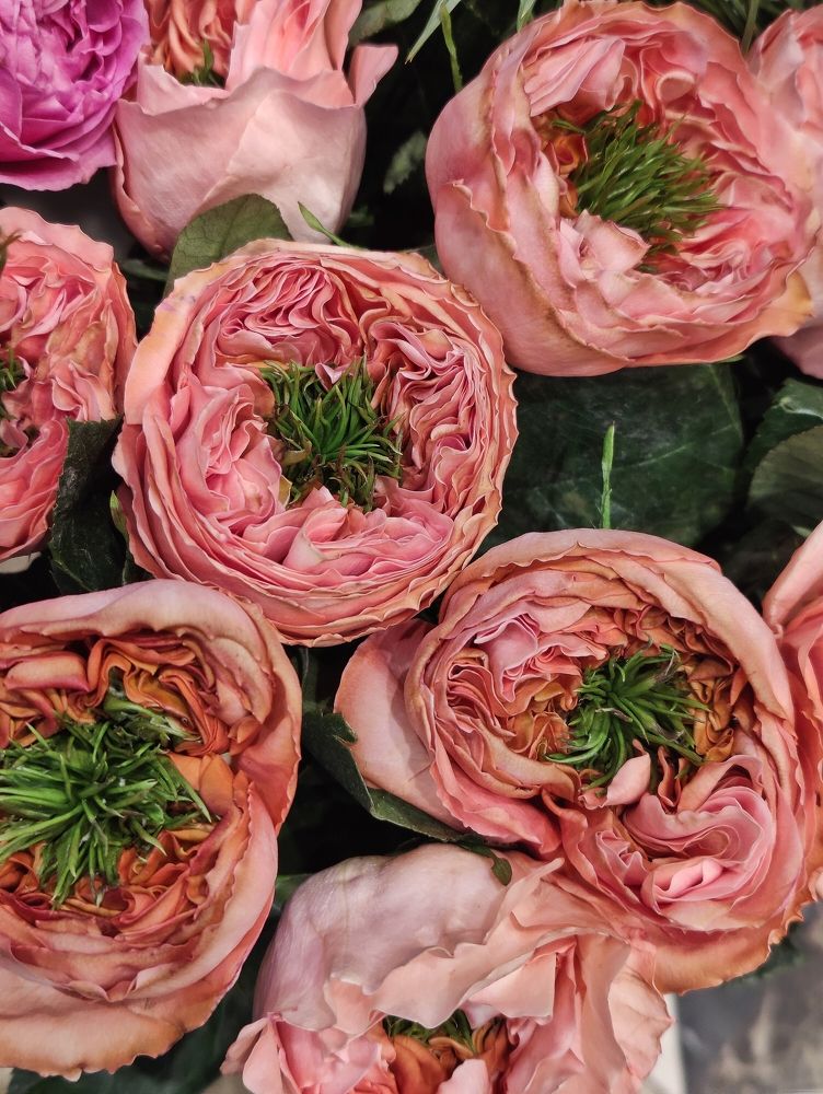 Photograph by Olena Chertous