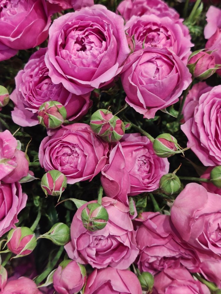 Photograph by Olena Chertous