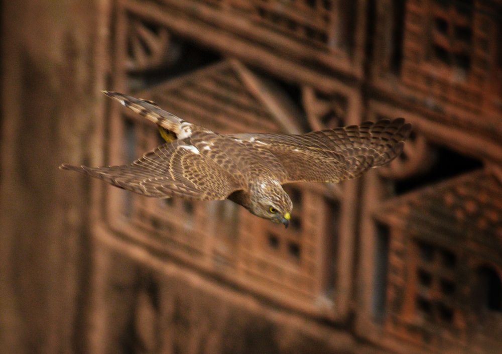 Photograph by SARAVANA MANICKAM