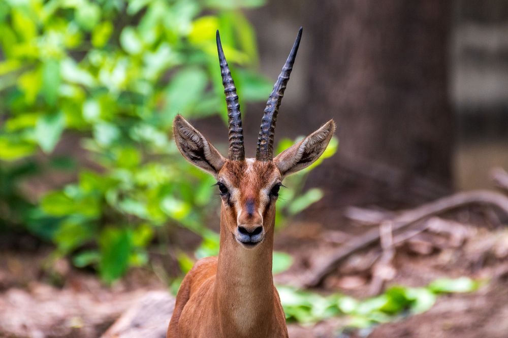 Photograph by Atul Sharma