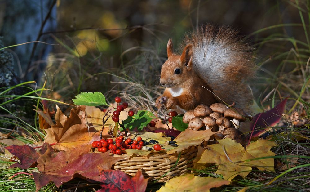Гостеприимная белочка