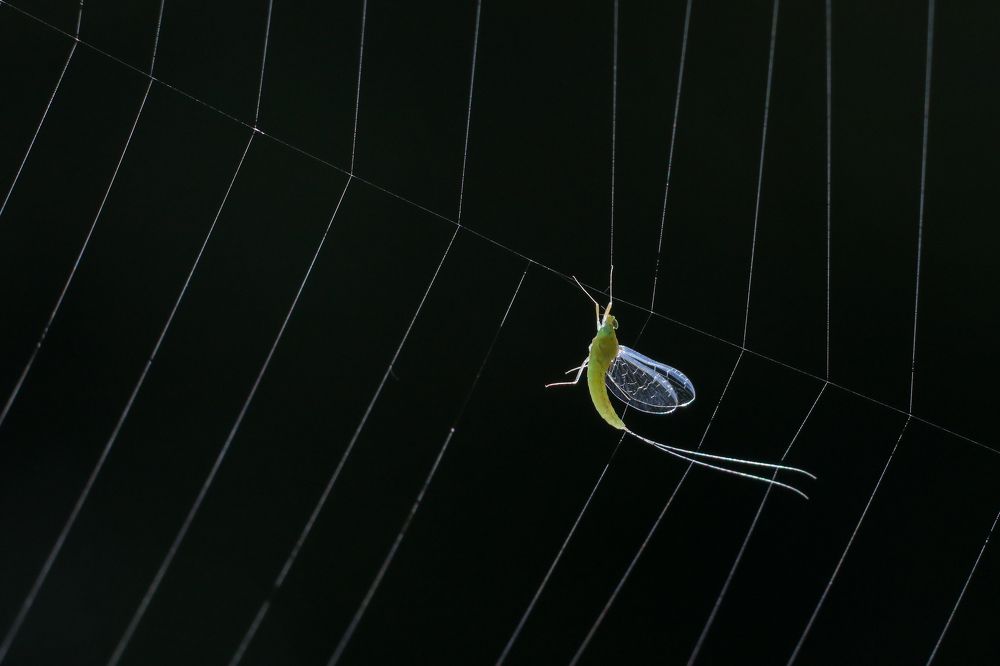Photograph by Nirav Mehta