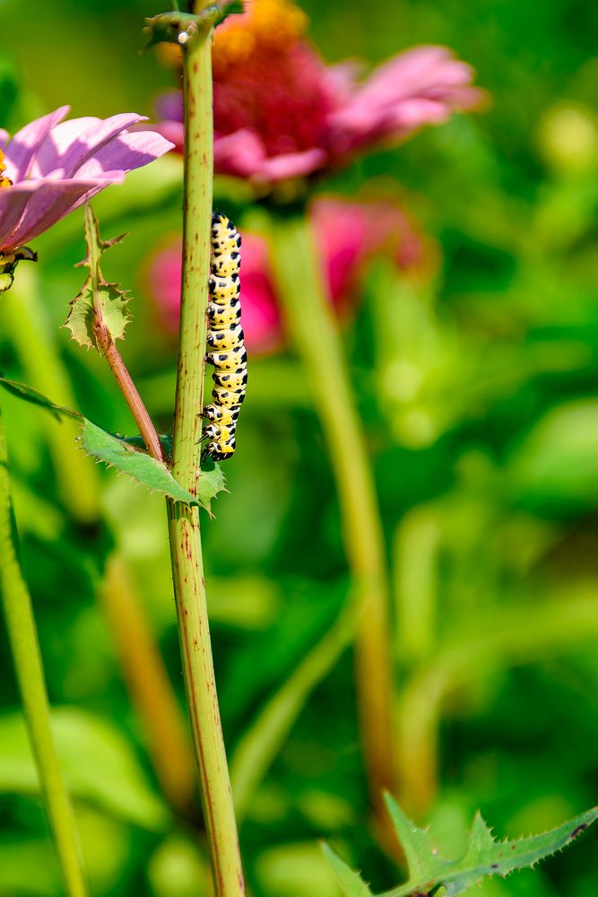 Photograph by Михаил Соколов