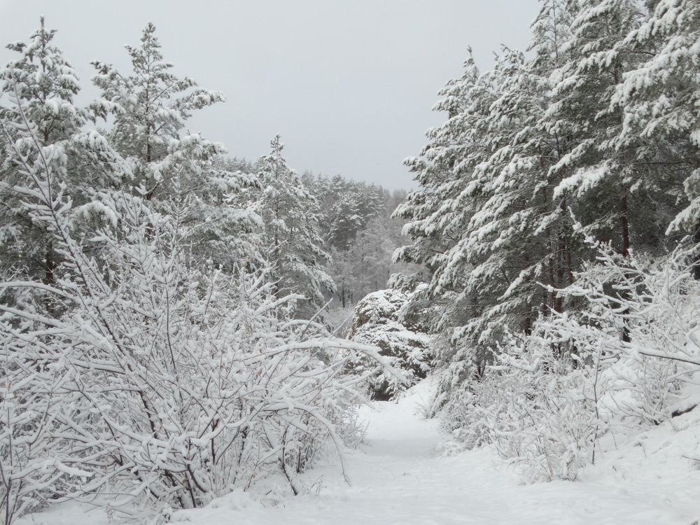 Photograph by Александр Подгорный