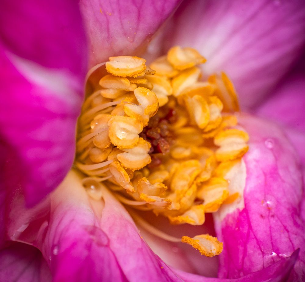 Photograph by Rachana madhav