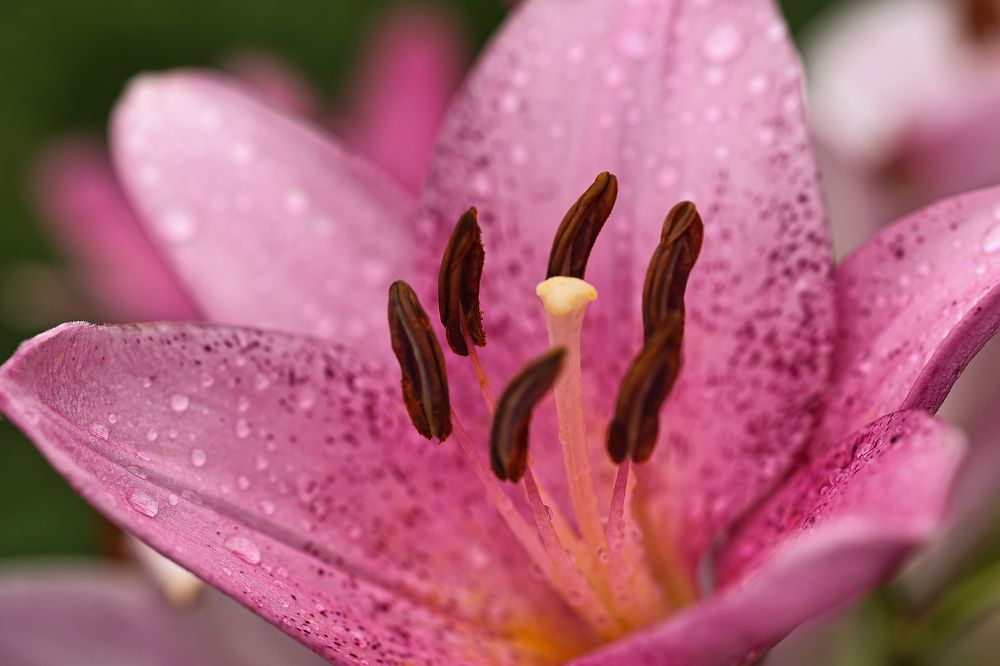 Photograph by Елена Одынец