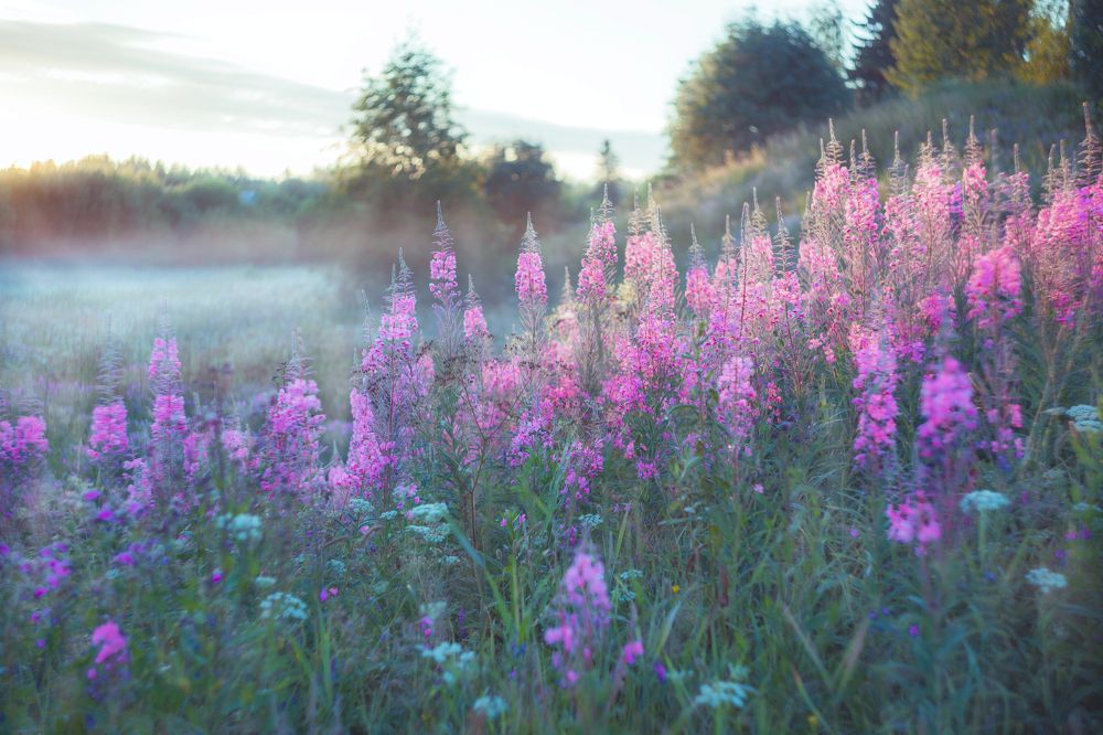 Photograph by Наталья Вторыгина