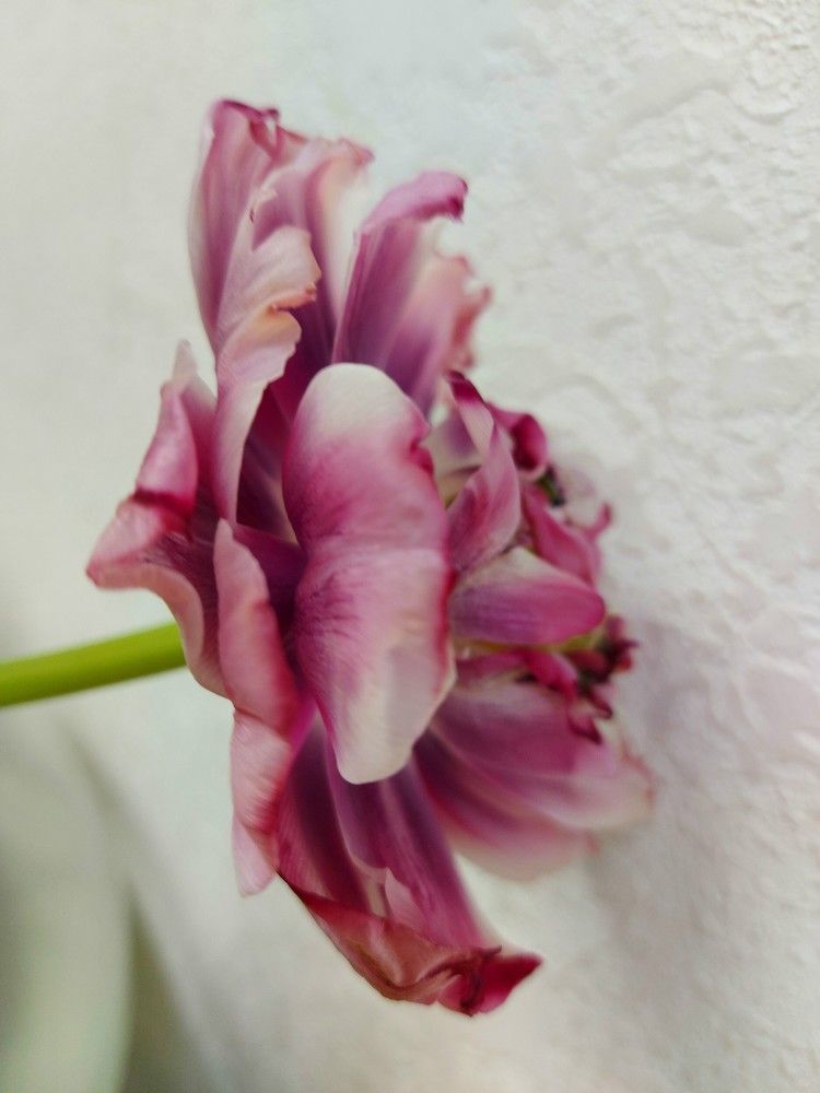 Photograph by ЭЛЬМИРА  ИСМАИЛОВА