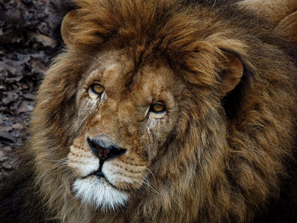 Его величество - царь зверей!