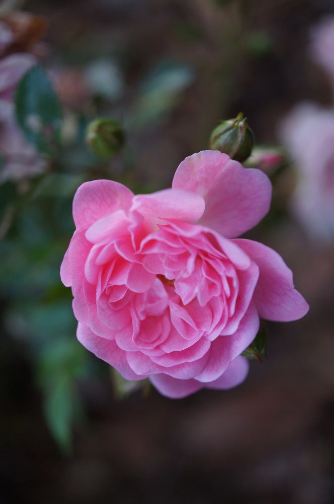 Photograph by Надежда Яковлева