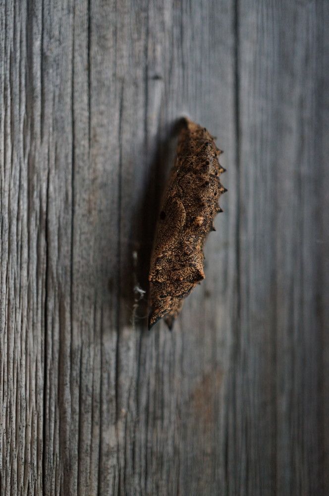 Photograph by Надежда Яковлева