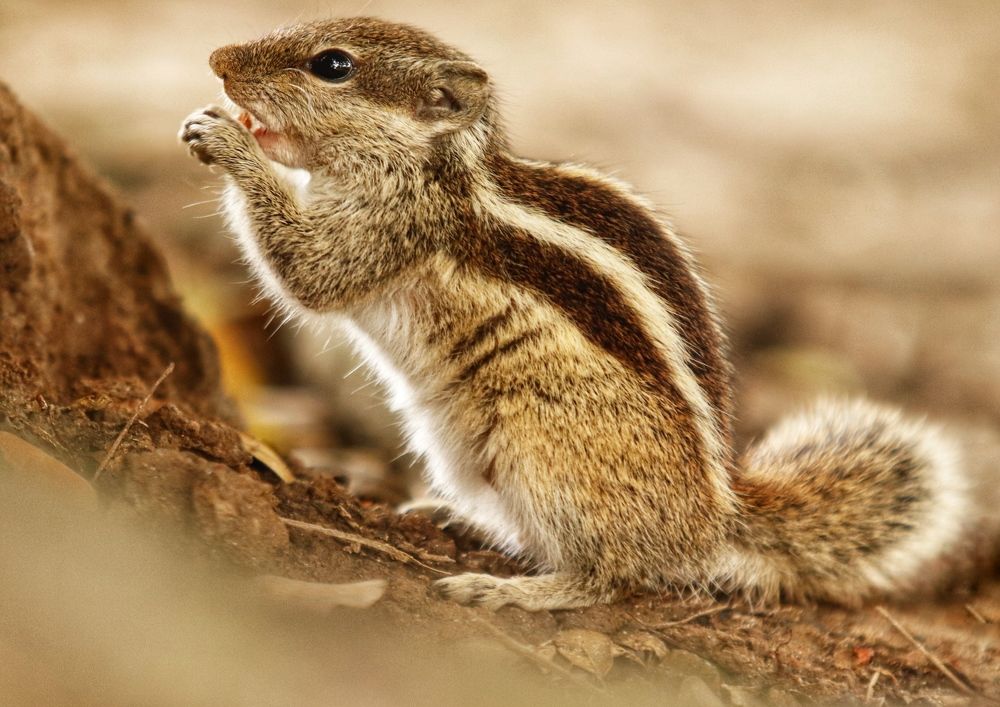 Фотография автора Washiful Majid