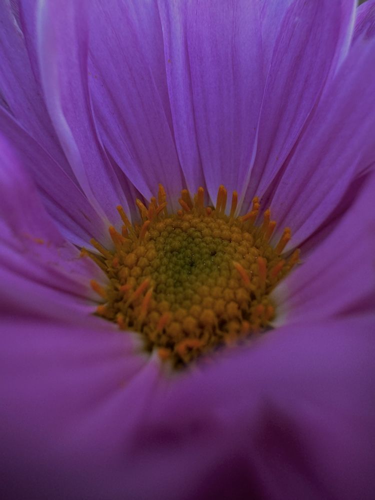 Фотография автора Вера