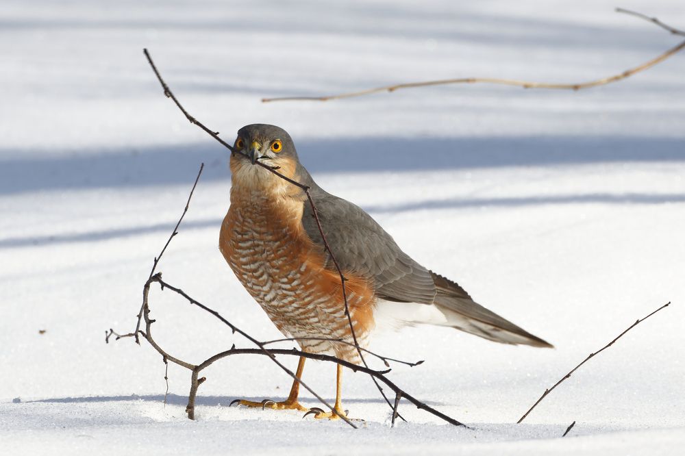 Photograph by Вера Машина