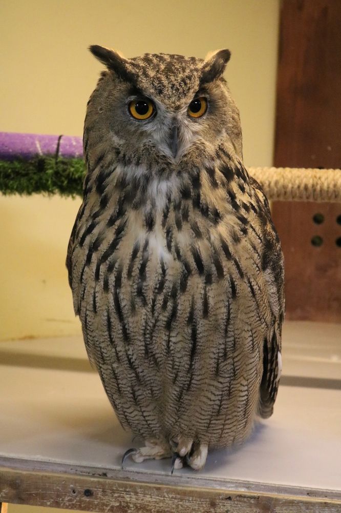 Photograph by Светлана Шуткова