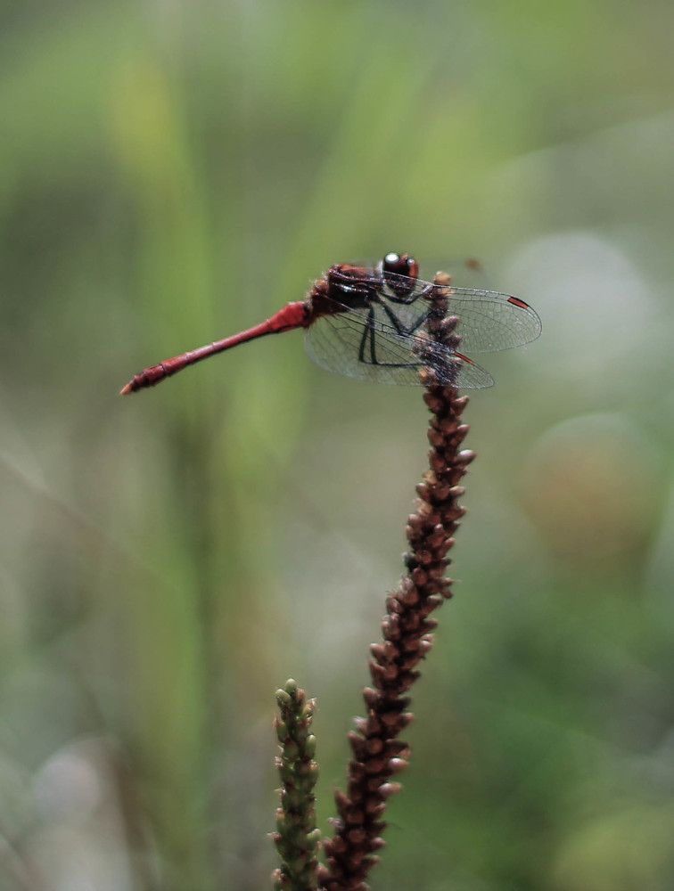 Photograph by Любовь Иванова
