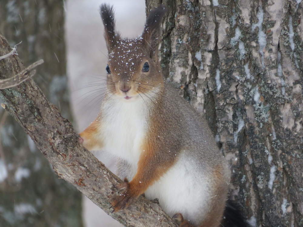 Photograph by Елена Кузина