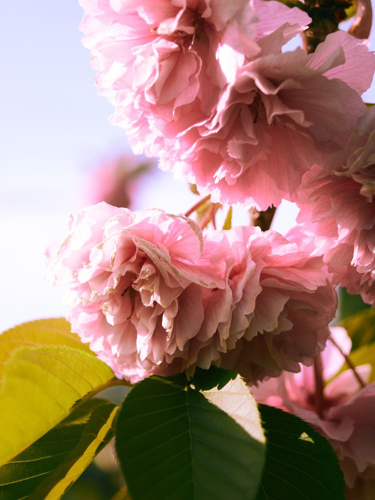 Фотография автора Оксана Мякотина