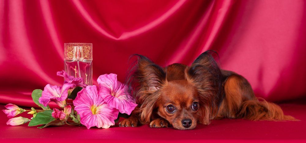 Photograph by Антонина Копытина