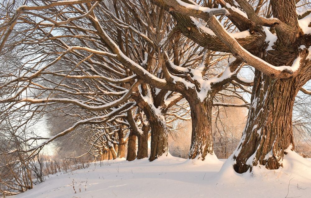 Зимние ивы.
