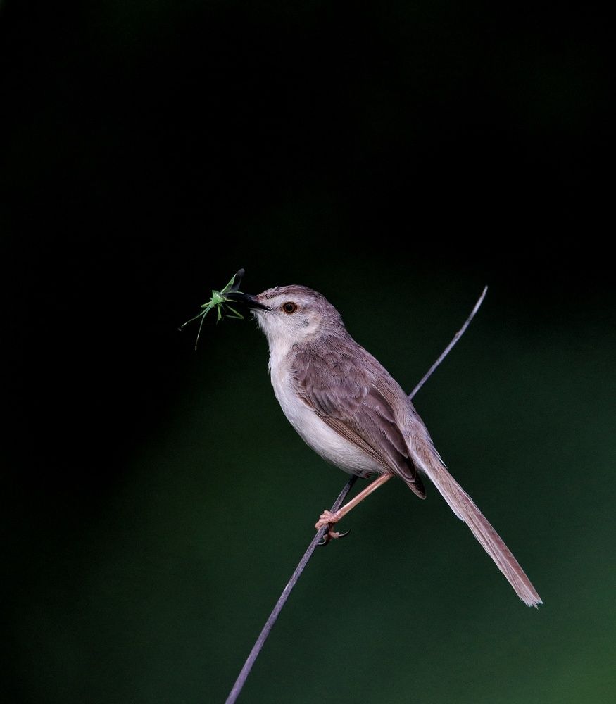 Photograph by Nirav Mehta