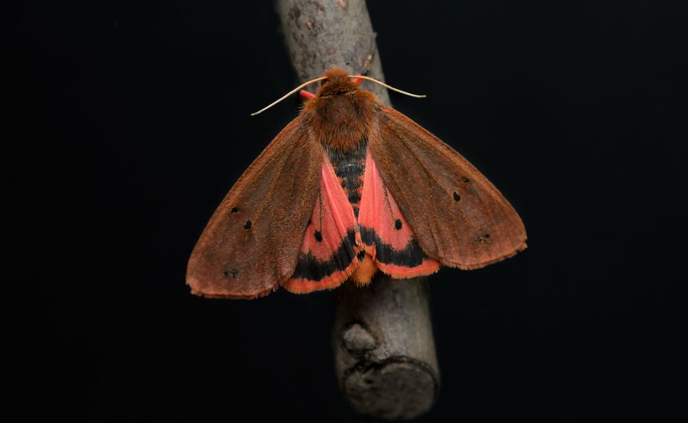 Photograph by Тараненко Анжелика