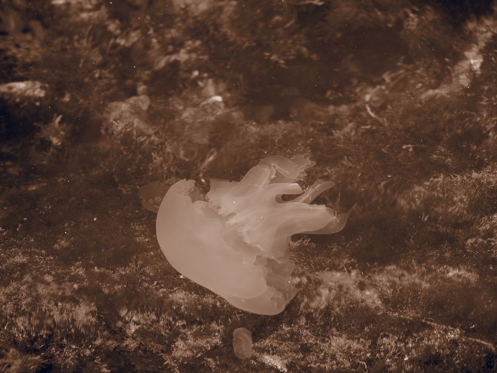 Photograph by Сергей Борисов