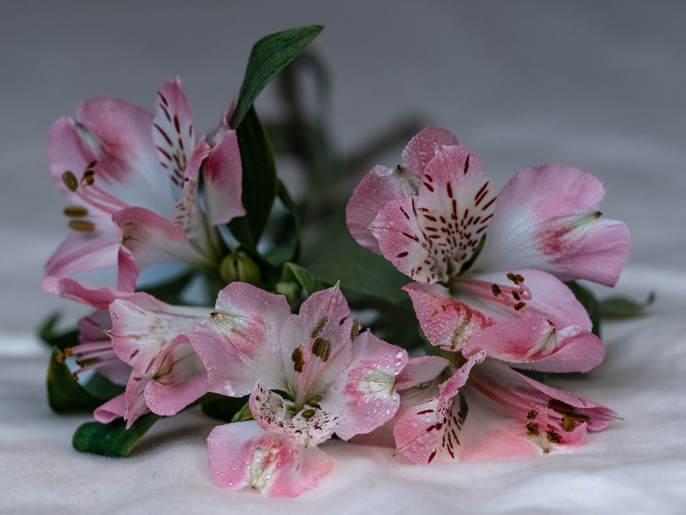 Photograph by Anya Lo