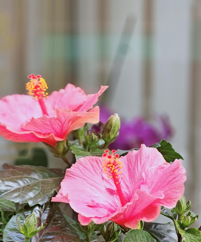 “FIORE DI IBISCO”!