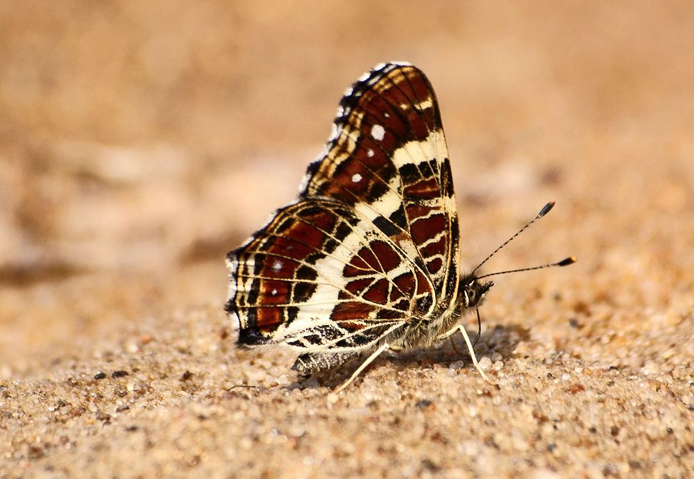 Photograph by Анатолий Максимов