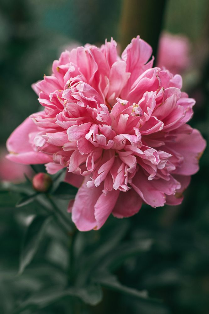 Photograph by Остапенко Алина