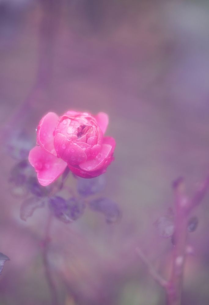 Фотография автора Анна Листишенко