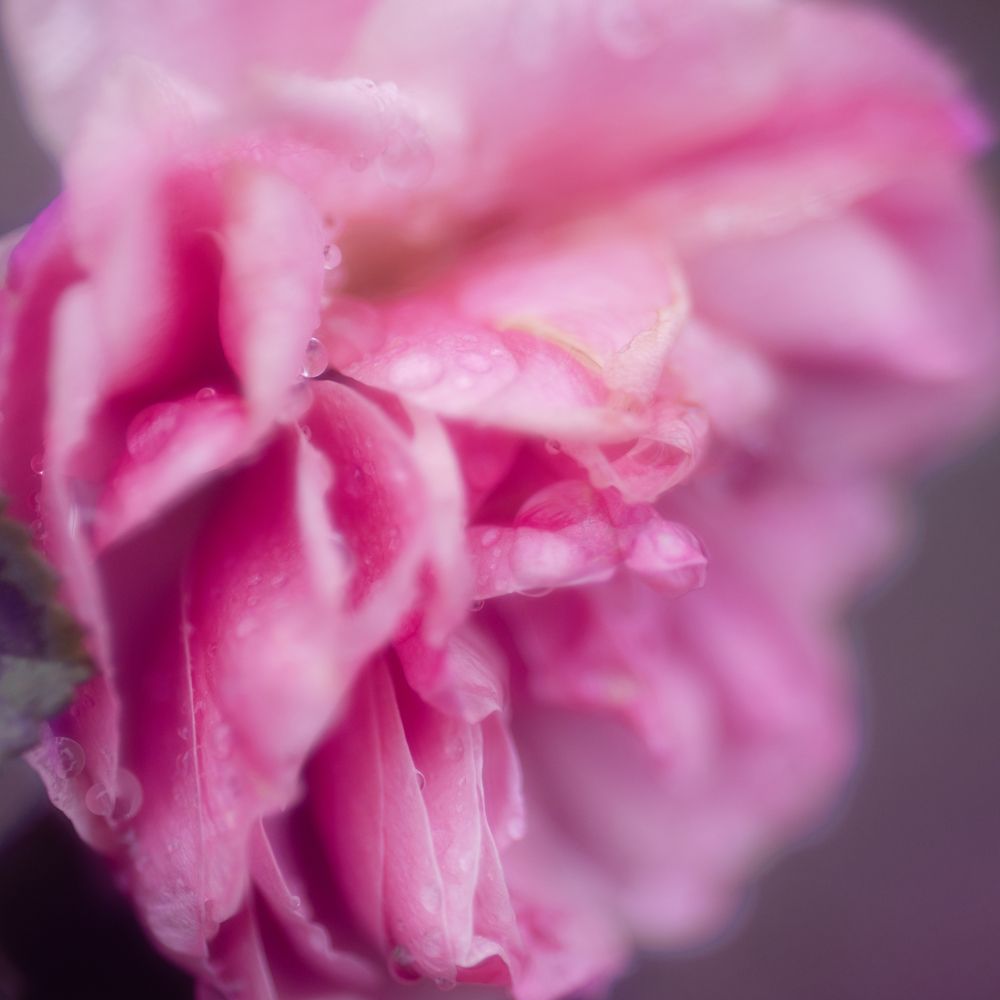 Фотография автора Анна Листишенко