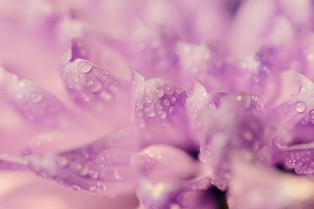 Фотография автора Helena Ivanova