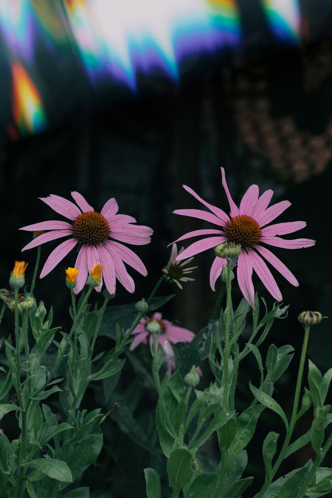 Photograph by Остапенко Алина