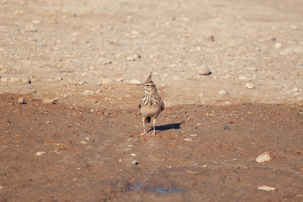 Photograph by ЕЛЕНА Рохо-Фернандес
