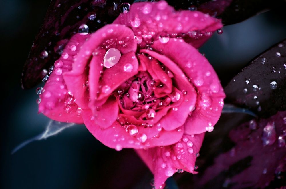 Photograph by Вероника Романенко