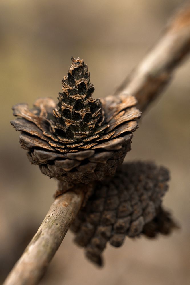 Фотография автора Анна Листишенко