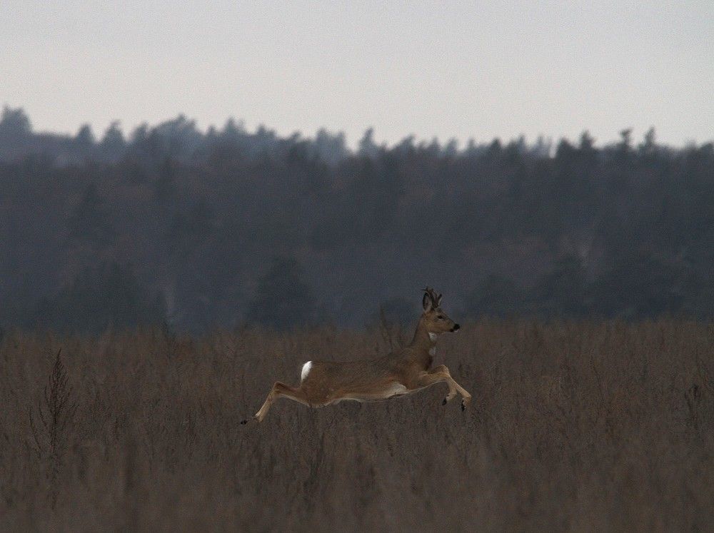 Фотография автора Татьяна Шебаршенко