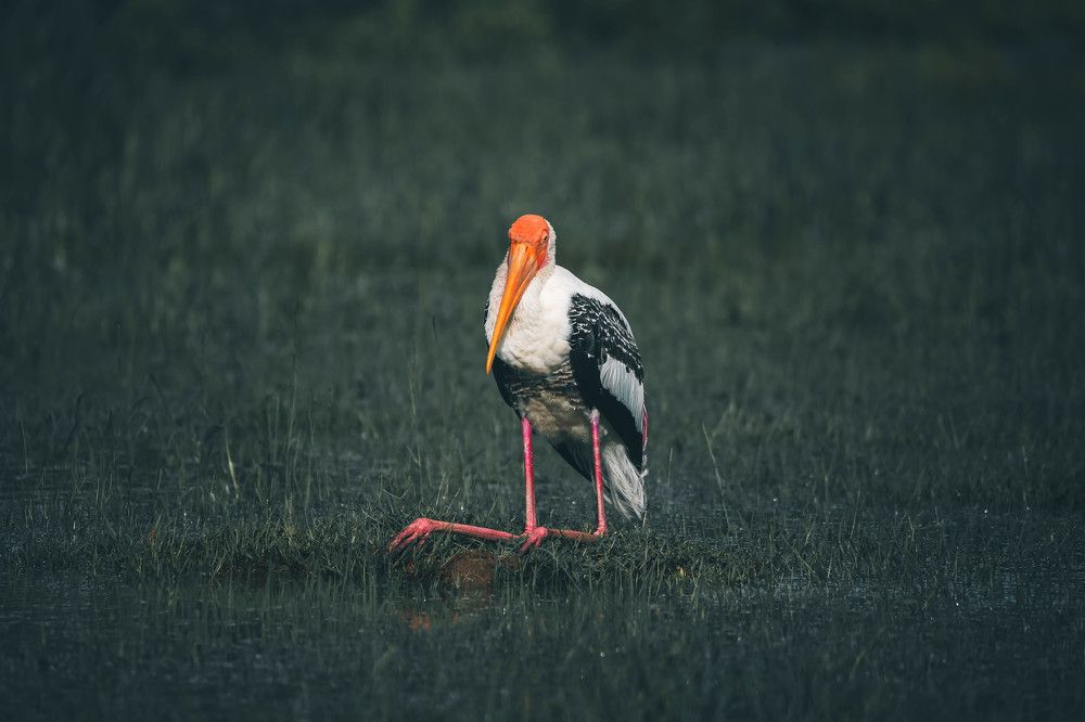 Photograph by Vinod Vidushka M.L.