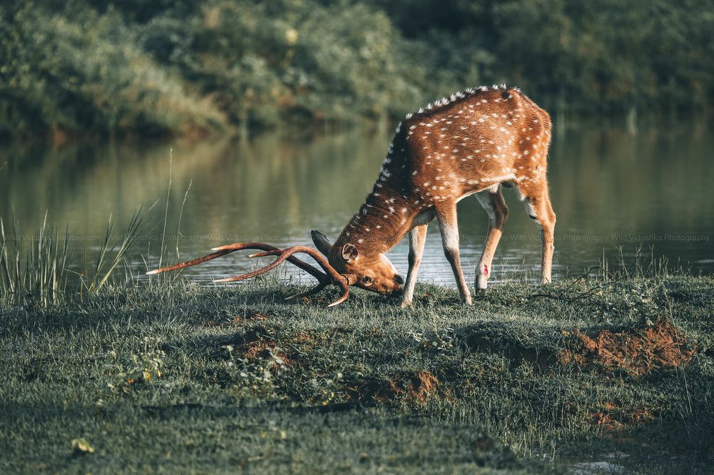 Photograph by Vinod Vidushka M.L.