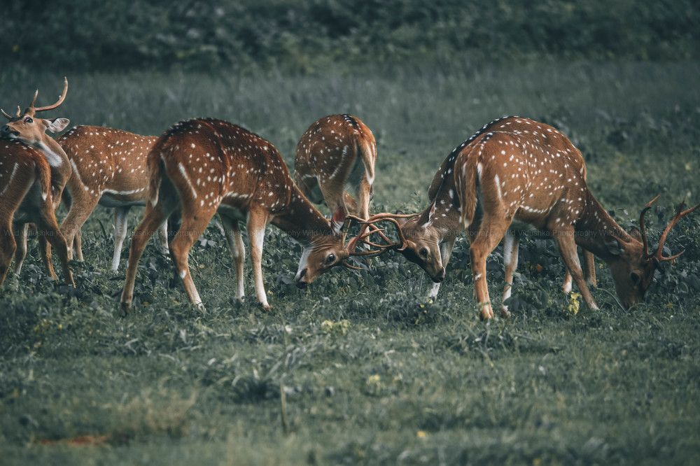 Photograph by Vinod Vidushka M.L.