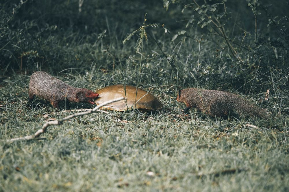 Photograph by Vinod Vidushka M.L.