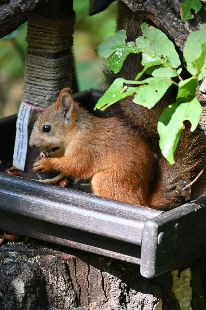 Photograph by Дарья Ростовцева